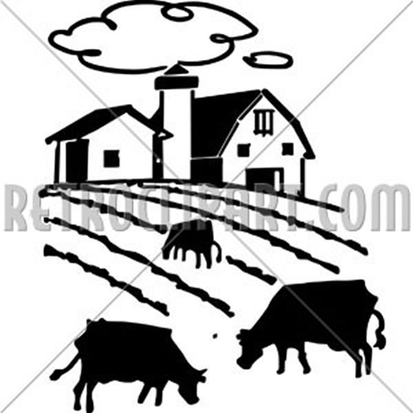 Cows Grazing On Farm