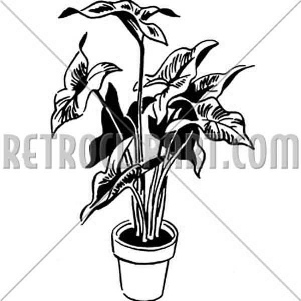 Plant 5