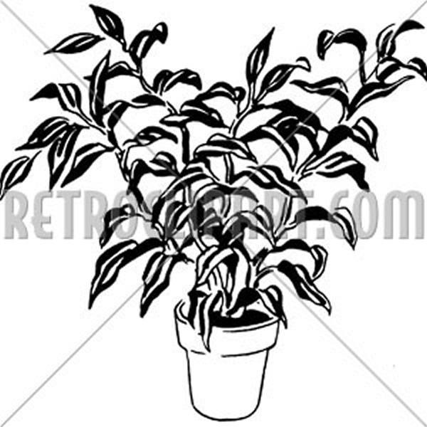 Plant 8