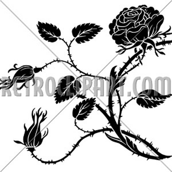 Thorny Rose